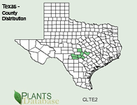 Clematis texensis - County Distribution in Texas