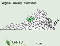 Clematis viticaulis - County Distribution in Virginia