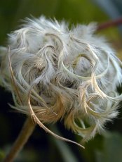 Clematis albicoma © Ellen Hornig, Seneca Hill Perennials