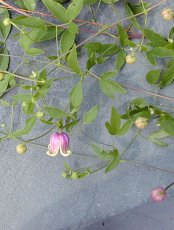 Clematis cf. viorna, Chanticleer Garden